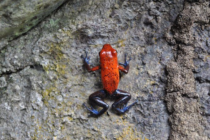La Fortuna: Peñas Blancas River Wildlife Safari Float Tour - Who Should Book This Tour?