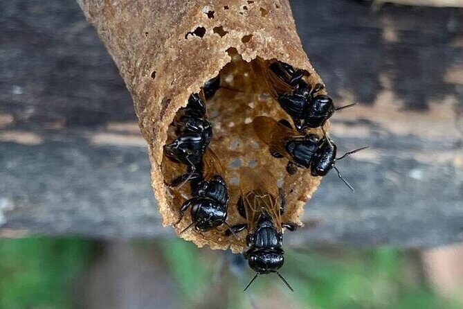 La Fortuna: Tour de abejas nativas y degustación de miel curativa - Key Points