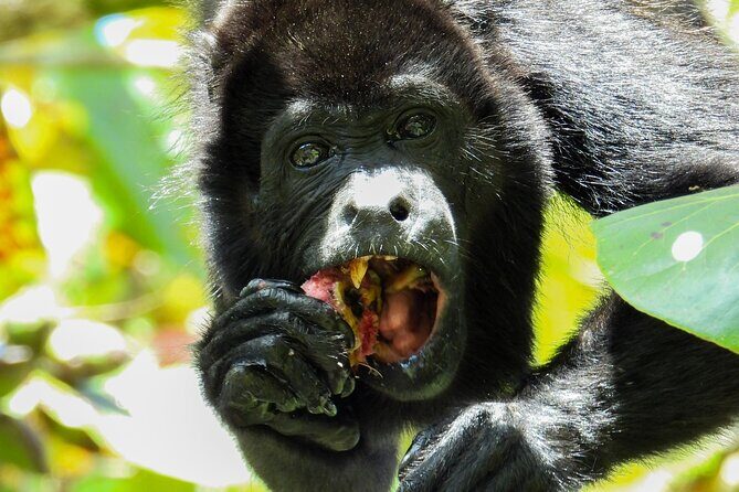 La Fortuna's 3 Essentials Private Tour - Frequently Asked Questions