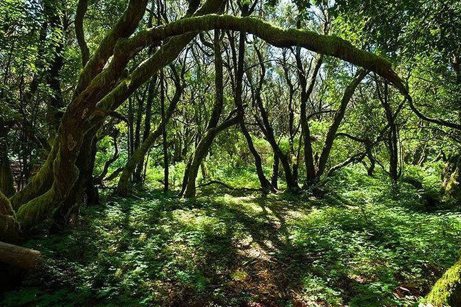 La Gomera Day Trip from Tenerife - Exploring La Gomera: What You Can Expect on This Tour