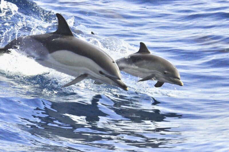 La Gomera: Whale Watching Tour on an Vintage Boat - La Gomera: Whale Watching Tour on a Vintage Boat