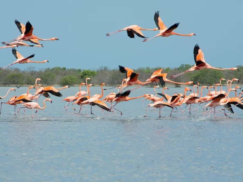 La Guajira: Manaure Salt Flats & Flamingos Day Trip - Who Should Consider This Tour?