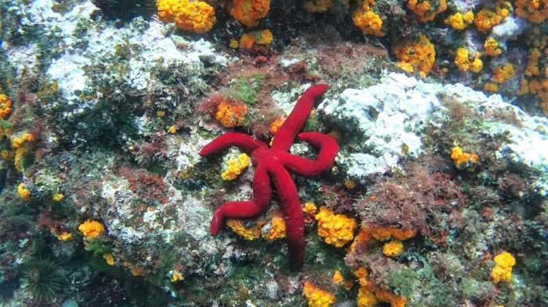 La Herradura: Cerro Gordo Natural Park Kayak & Snorkel Tour - Exploring Cerro Gordo Natural Park: An Authentic Water Adventure