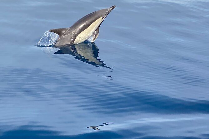 La Herradura: Sailboat with a view of Dolphins-Private - A Personal Look at the Experience