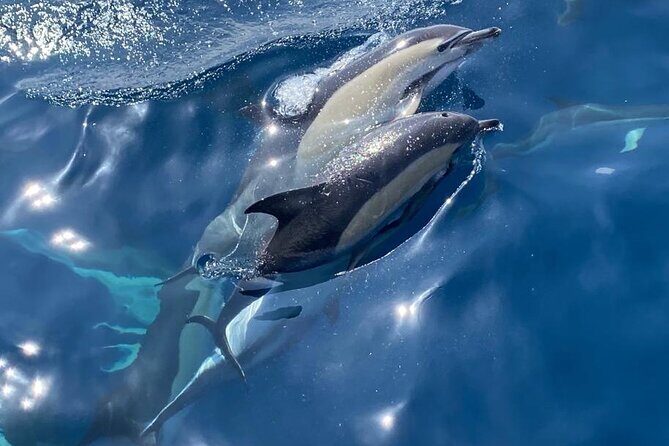 La Herradura: Sailboat with a view of dolphins-Shared - A Deeper Look at the La Herradura Sailboat Tour