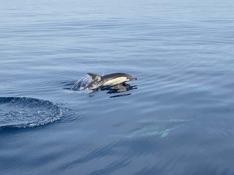 La Herradura: Sailing with a view of dolphins - Who Should Book This Tour?