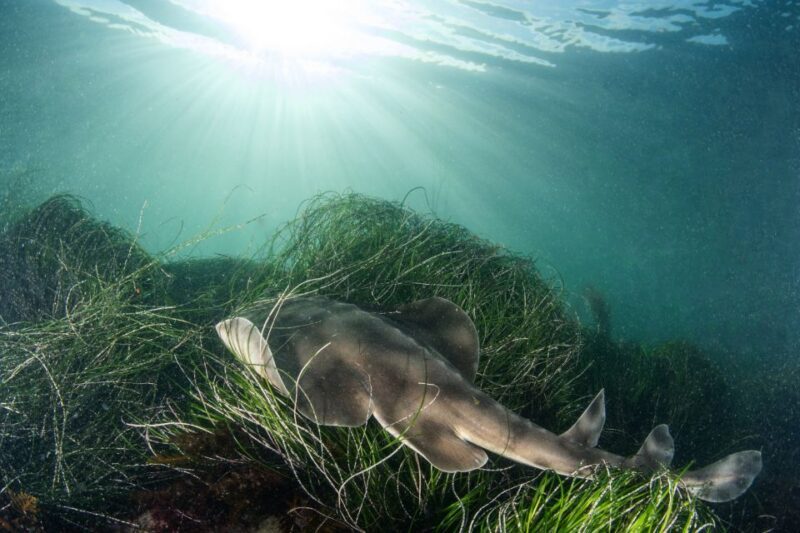 La Jolla: 2.5-Hour Kayak and Snorkel Tour - La Jolla: 2.5-Hour Kayak and Snorkel Tour - An Authentic Marine Adventure