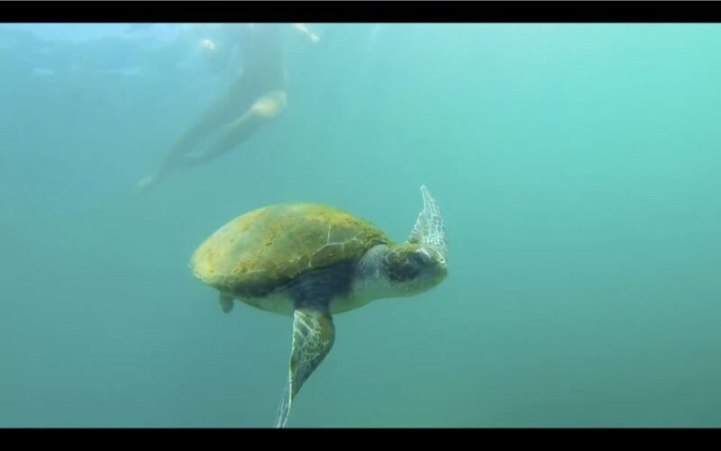 La Jolla: 2.5-Hour Kayak and Snorkel Tour - Final Thoughts: Is It Worth It?