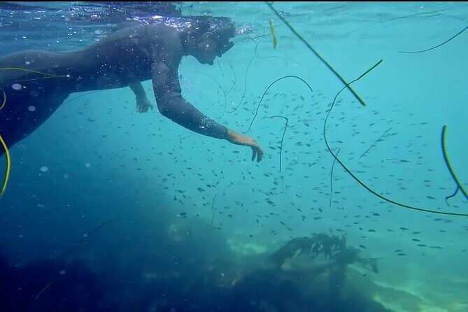 La Jolla Kayak and Snorkel Tour - An In-Depth Look at the La Jolla Kayak and Snorkel Tour