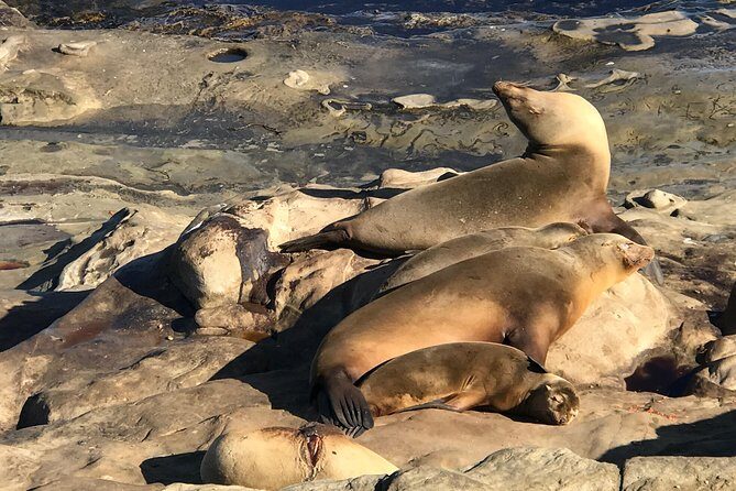 La Jolla Segway Tour - Who Will Love This Tour?