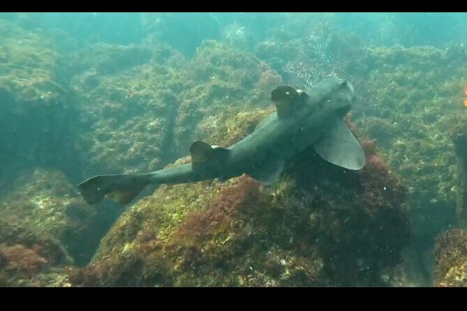 La Jolla Snorkel with the Leopard Sharks - Analyzing the Value and Suitability