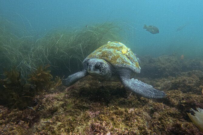 La Jolla Snorkel with the Leopard Sharks - Frequently Asked Questions