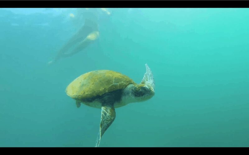 La Jolla: Sunset Kayak Tour of the 7 Caves - Exploring La Jolla’s Sea Caves: Sunset Kayak Tour of the 7 Caves