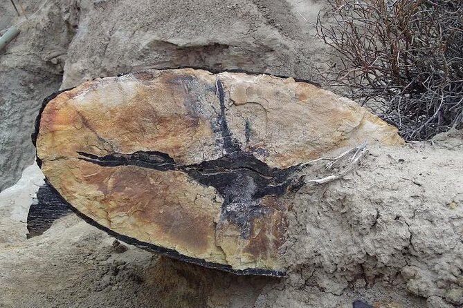 La Lioness Petrified Forest - A Closer Look at La Lioness Petrified Forest Tour