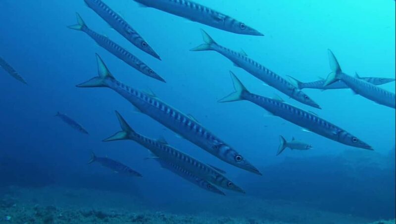 La Maddalena Archipelago & Lavezzi: Adventure Dives trip - Why This Tour Offers Excellent Value