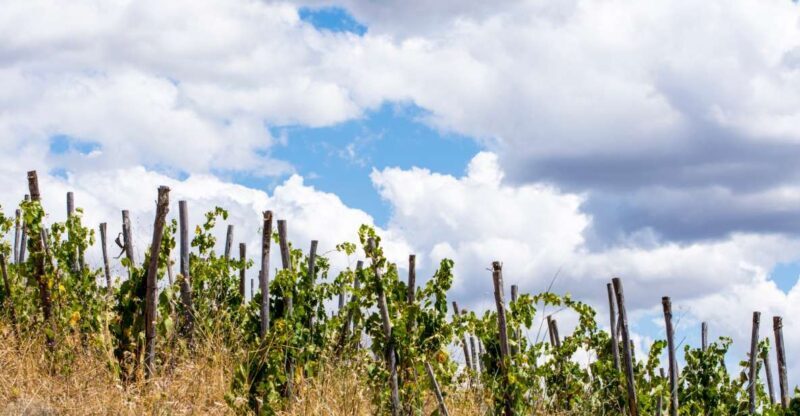 La Maliosa Farm Experience & Wine Tasting - Who Will Love This Tour?