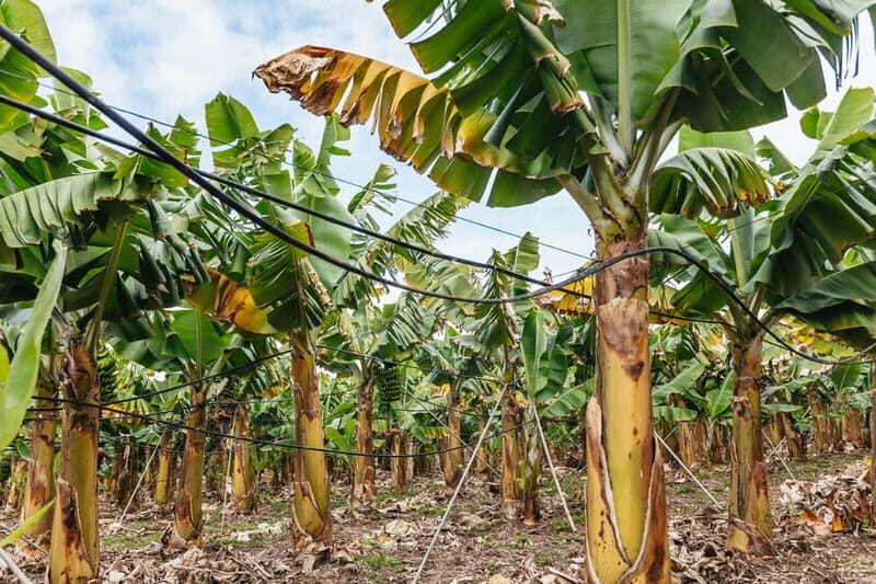 La Orotava: Eco Banana Plantation Tour with Banana Liquor - A Close-Up Look at Tenerife’s Eco Banana Plantation Tour