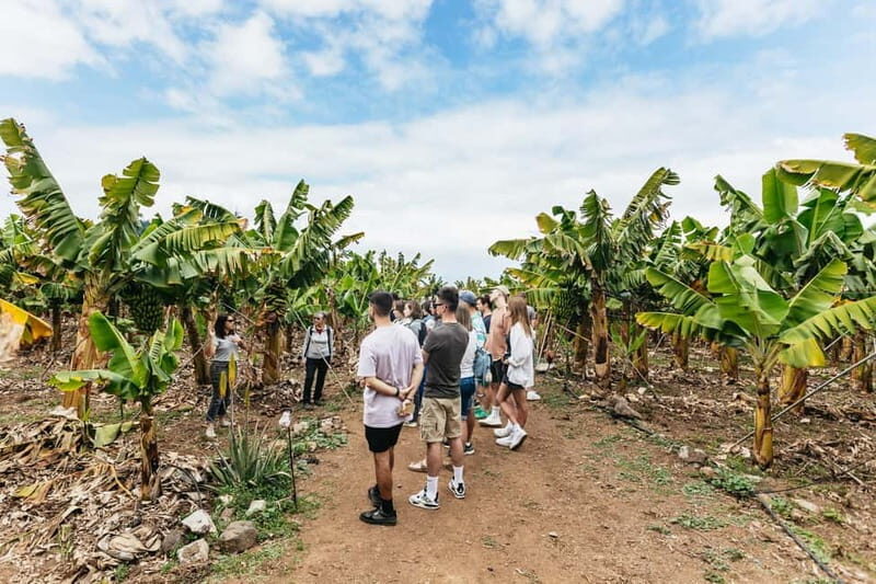 La Orotava: Eco Banana Plantation Tour with Banana Liquor - Practical Details and Value