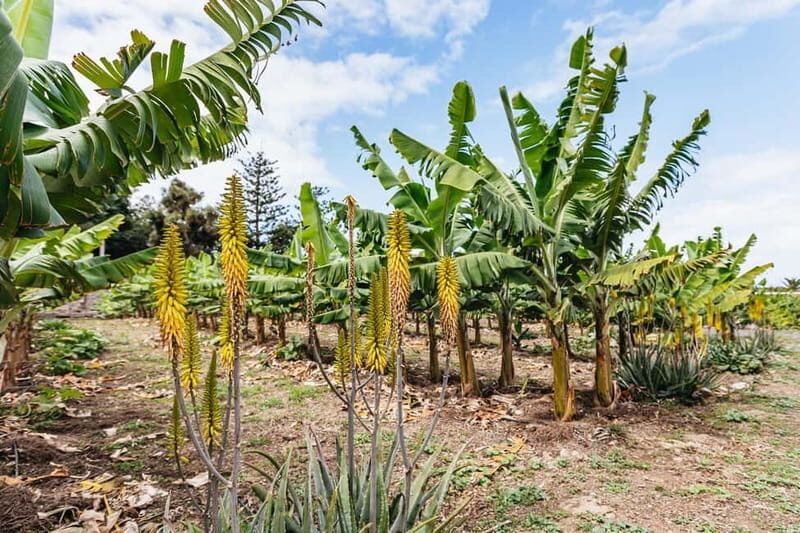 La Orotava: Eco Banana Plantation Tour with Banana Liquor - Final Thoughts: Who Should Consider This Tour?