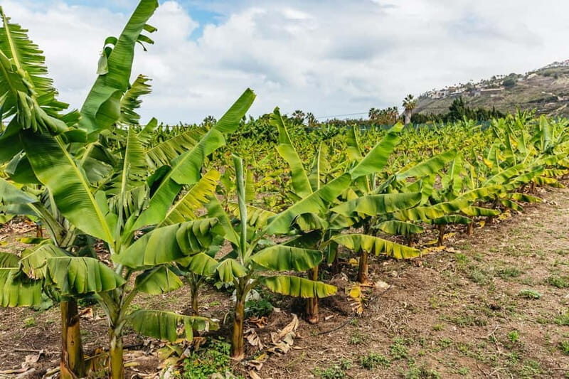 La Orotava: Eco Banana Plantation Tour with Banana Liquor - In The Sum Up