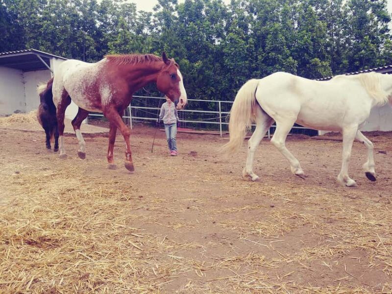 La Orotava: Workshop "Natural Horsemanship" and Permaculture - Key Points