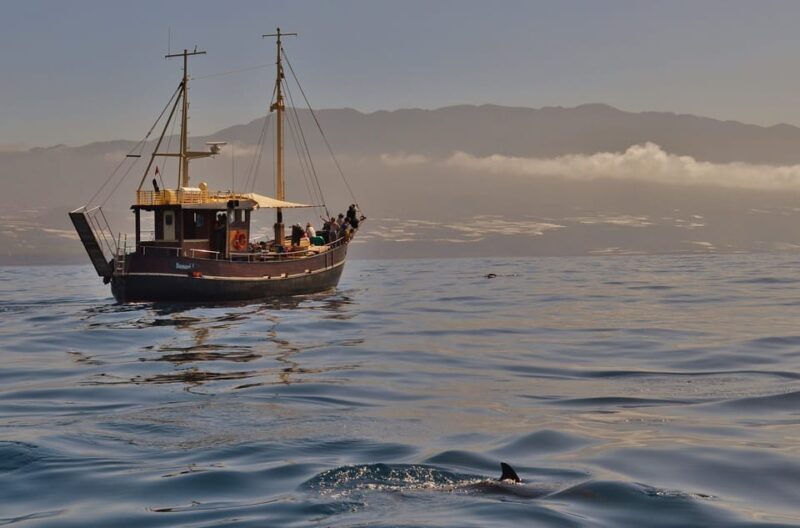 La Palma: 4 Stunden Bussard Classic Tour - FAQ
