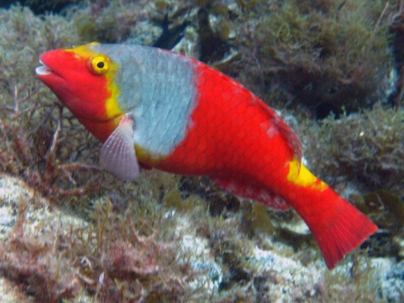 La Palma: Atlantic Snorkeling Tour with Full Gear Rental - Exploring La Palma’s Underwater World