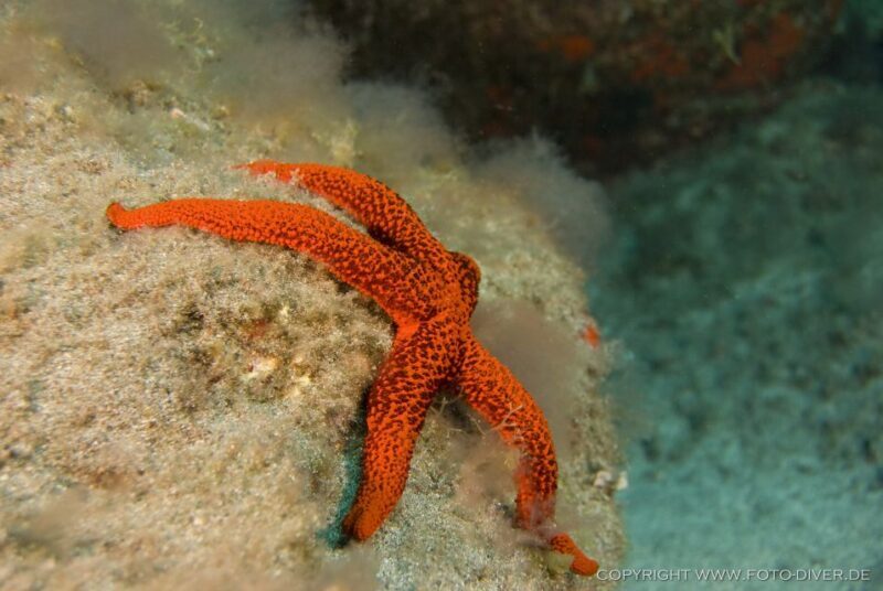 La Palma: Atlantic Snorkeling Tour with Full Gear Rental - FAQs