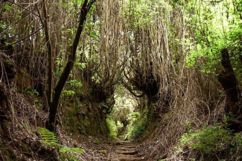 La Palma: Guided Trekking Tour To Cubo de la Galga - A Deep Dive Into the Experience