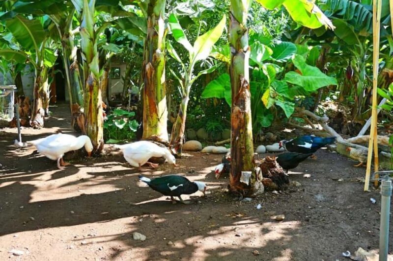 La Palma: PlatanoLógico Edible Forest Tour - Final Thoughts: Is This Tour for You?