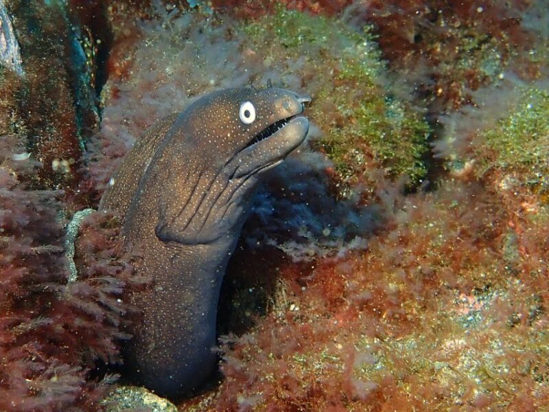 La Palma : Snorkeling Tour in Los Cancajos - In-Depth Look at the Snorkeling Experience