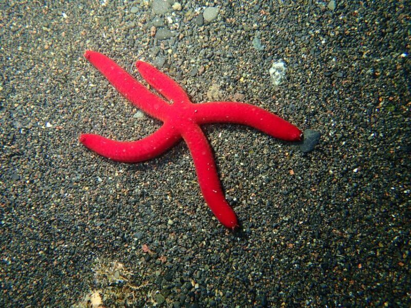 La Palma : Snorkeling Tour in Los Cancajos - FAQ