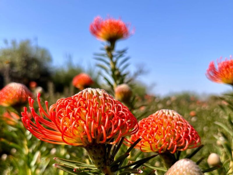 La Palma : Tour of an ecological farm w/ animals & tasting - Exploring La Palma’s Ecofinca Tacande: A Practical and Delightful Journey