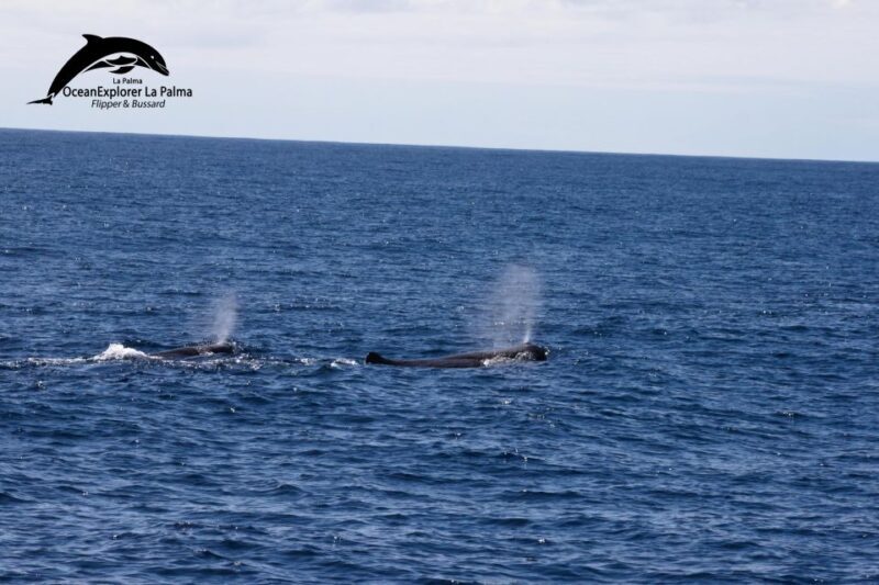 La Palma: Whale Watching Experience and Coastal Highlights - In-Depth Review of the La Palma Whale Watching Tour
