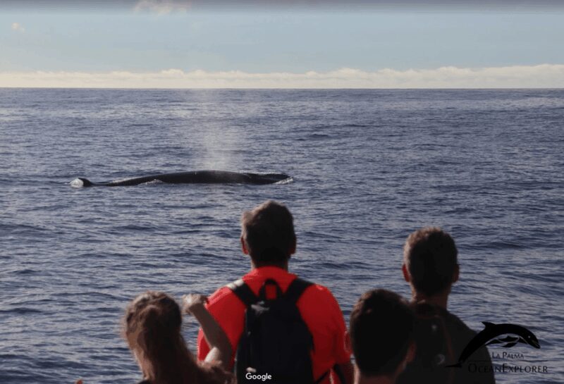 La Palma: Whale Watching Experience and Coastal Highlights - Frequently Asked Questions