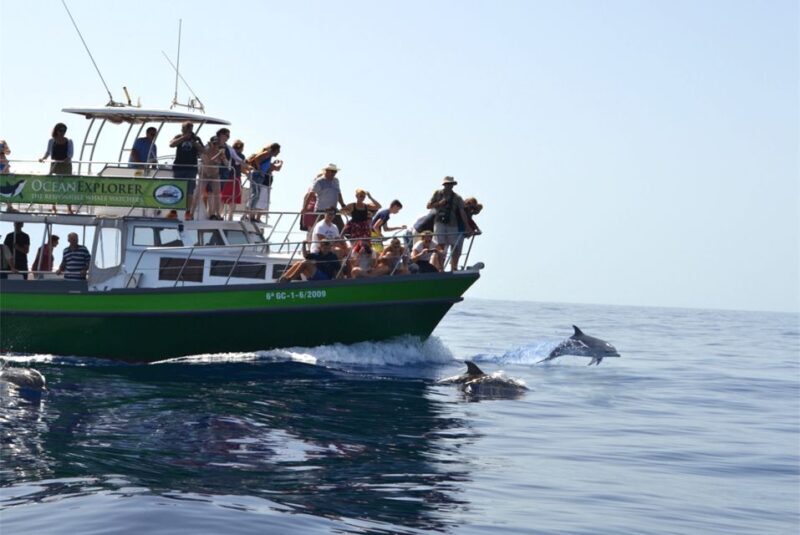 La Palma: Whale Watching Experience and Coastal Highlights - Final Thoughts