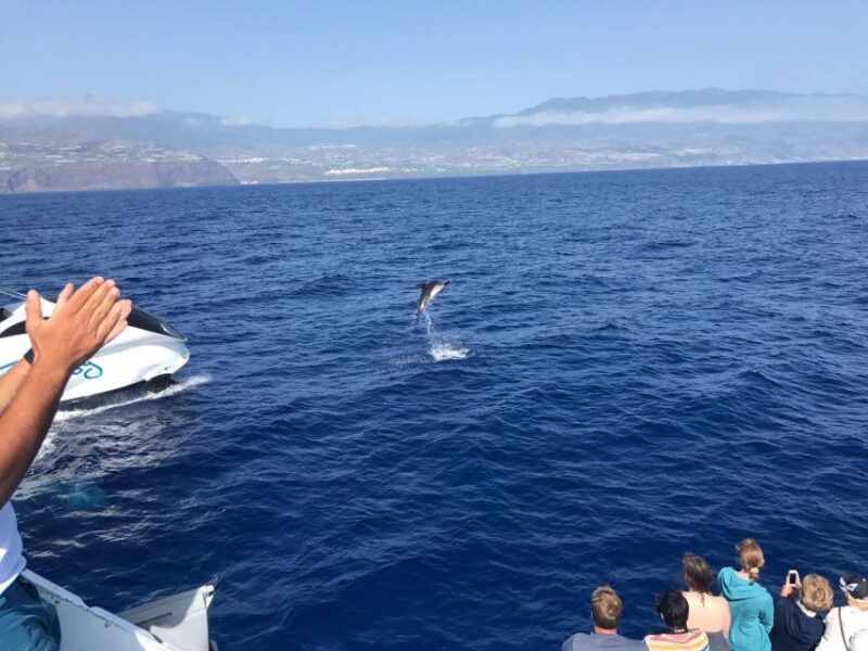 La Palma: Wildlife Viewing and Cumbre Vieja Boat Tour - A Detailed Look at the La Palma Wildlife Boat Tour