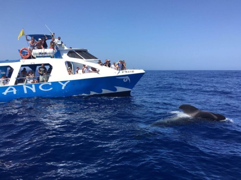 La Palma: Wildlife Viewing and Cumbre Vieja Boat Tour - The Sum Up