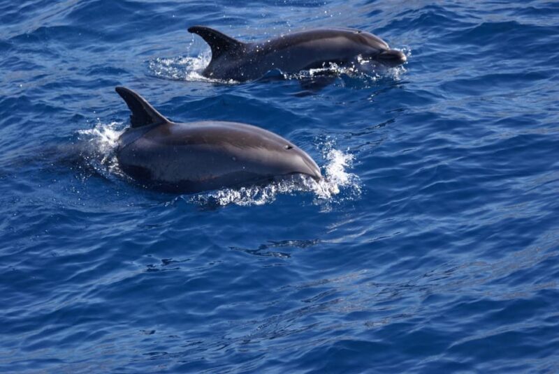 La Palma: Wildlife Viewing and Cumbre Vieja Boat Tour - FAQ