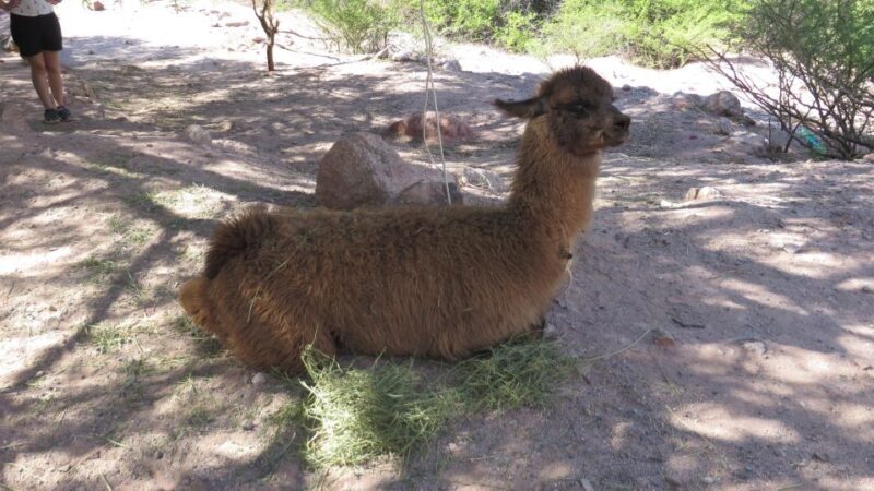 La Paz: 6-Day Private Best-of-Bolivia Tour with Flights - FAQ