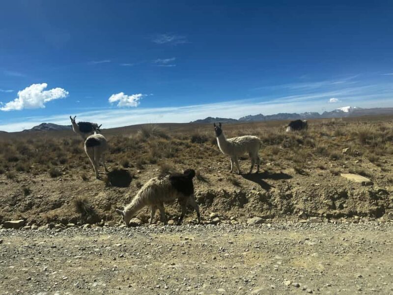 La Paz: Charquini Mountain Guided Hike - Who Should Consider This Tour?