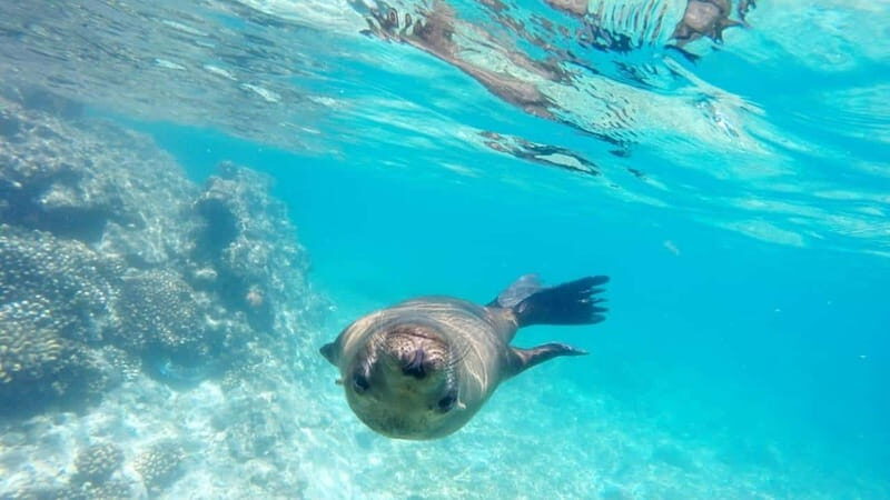 La Paz: Day Cruise & Snorkelling (w/sea lions) Food & Drinks - Final Thoughts