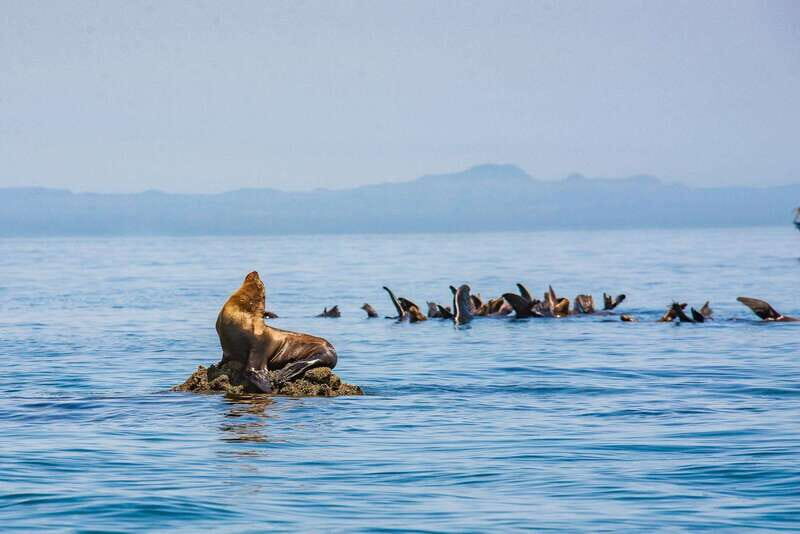 La Paz: Espiritu Santo Island Tour - Key Points