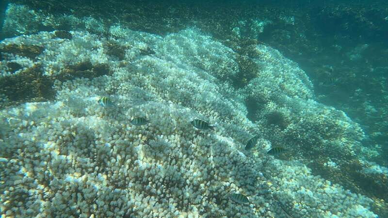 La Paz: Espiritu Santo Island Tour - Who Is This Tour Best Suited For?