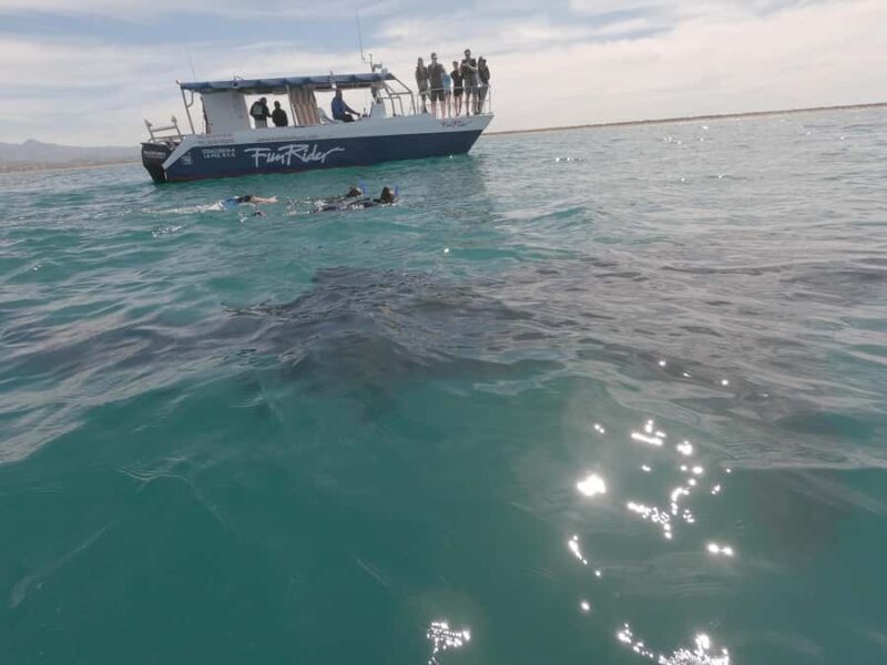 La Paz: Experience Swimming with a Whale Shark - Key Points