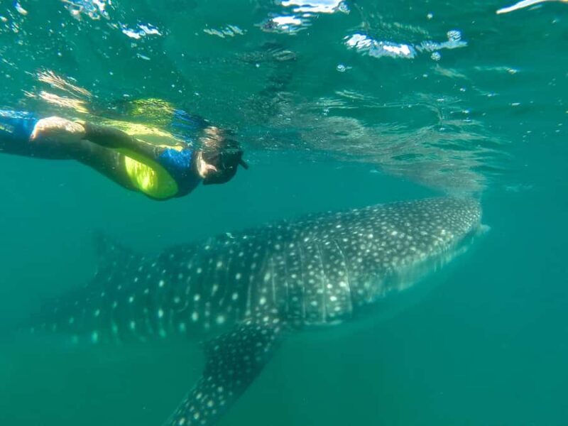 La Paz: Experience Swimming with a Whale Shark - FAQ