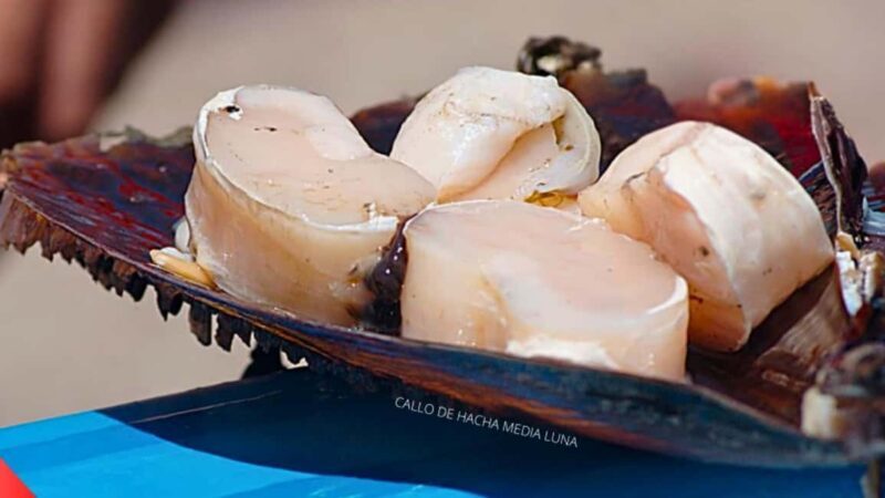 La Paz: Mangrove Adventure, Snorkeling and Shellfish Tasting - Who This Tour Is Perfect For