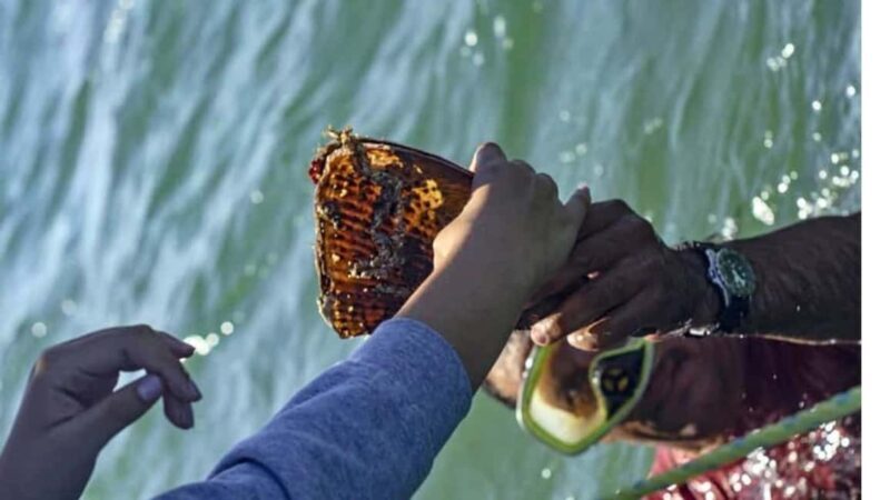 La Paz: Mangrove Adventure, Snorkeling and Shellfish Tasting - Final Thoughts: Who Will Love This Tour?