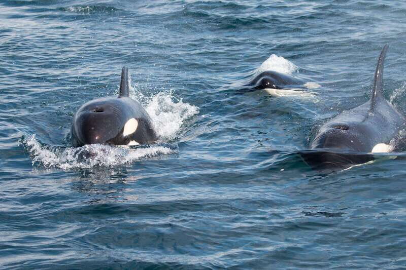 La Paz - Ocean Safari: find dolphins, orcas, and sea lions - An In-Depth Look at La Paz’s Ocean Safari