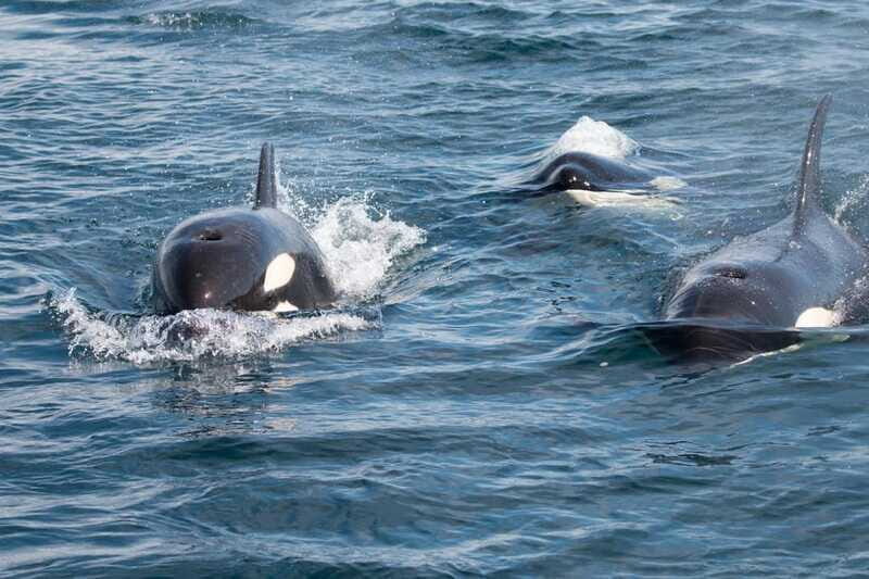 La Paz - Ocean Safari: find dolphins, orcas, and sea lions - FAQs